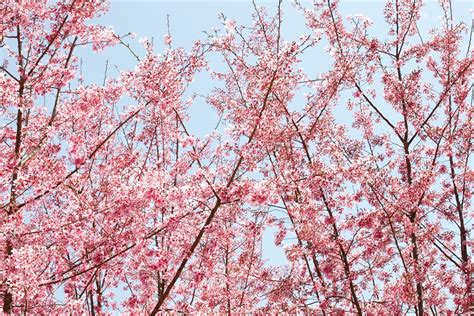 Cherry Blossom In Taiwan 2025 Roveme