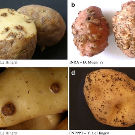 Pdf Potato Soil Borne Diseases A Review