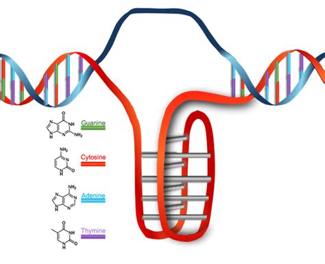 Scheme 4 Schematic Representation Of Dna I Motifs Found In Human Cells