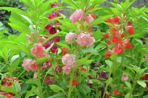 Heirlooms For The Garden Balsam Dahlia And Dianthus Houston Chronicle