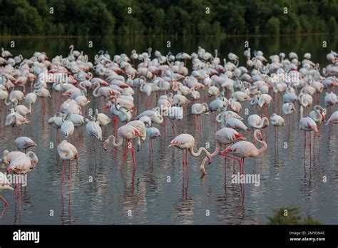 A Large Flock Of Light Pink Flamingos Wading In A Pond Stock Photo Alamy