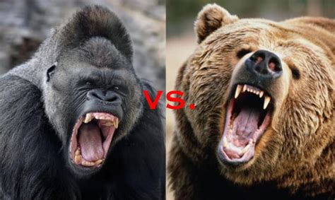 Alright Gents Who Would Win In A Fight A Silverback Gorilla Or A