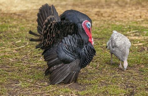 Norfolk Black Turkey: Facts & Characteristics | Animal World