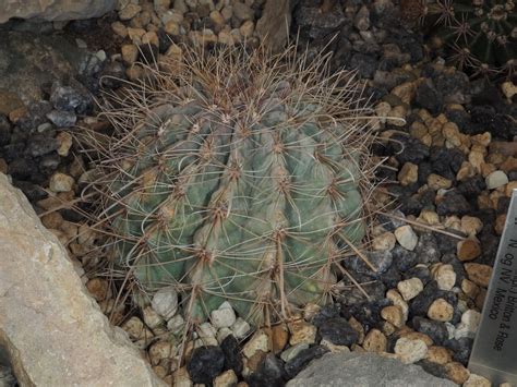 Ferocactus Hamatacanthus Muehlenpf Britton Rose Plants Of The