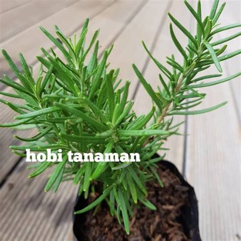 Jual Tanaman Hias Rosemary Tanaman Pengusir Nyamuk Shopee Indonesia