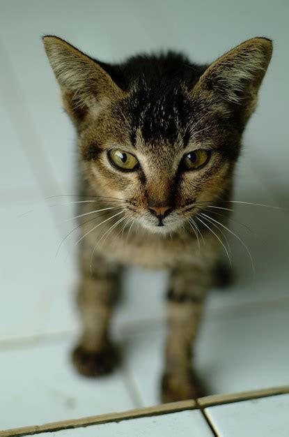 Premium Photo Close Up Portrait Of Tabby Cat