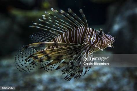 3,877 Lionfish Stock Photos, High-Res Pictures, and Images - Getty Images