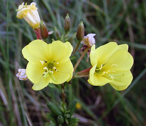 British Wild Plant Oenothera Biennis Evening Primrose