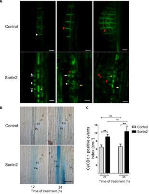 Frontiers Endocytic Trafficking Induces Lateral Root Founder Cell