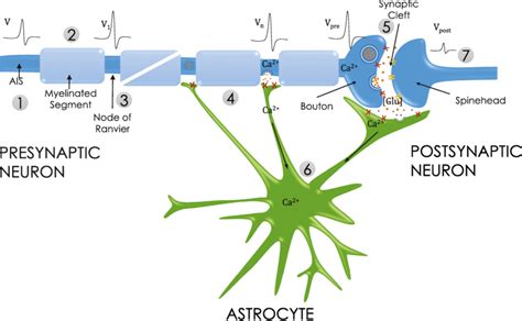 Tripartite Synapse Model With Perinodal Astrocytic Components 1 The