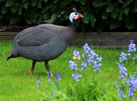 Why You Should Start Raising Guinea Fowl For Pest Control And How To Do