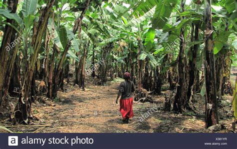 Forest Of Congo High Resolution Stock Photography and Images - Alamy