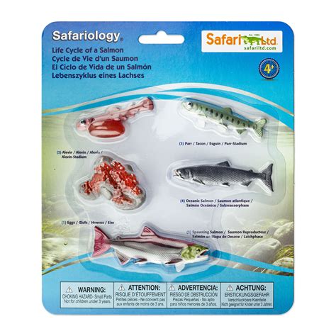 Life Cycle of a Salmon | Safariology® | Safari Ltd®