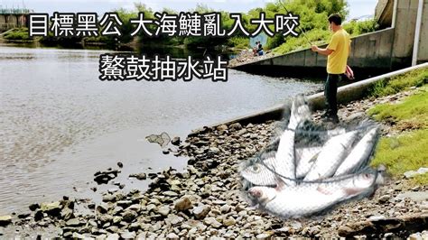 嘉義鰲鼓抽水站海鰱大咬 目標魚黑公我僅釣獲二尾（六十八集）pin338548 Youtube