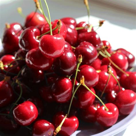 Bing Cherry Tree