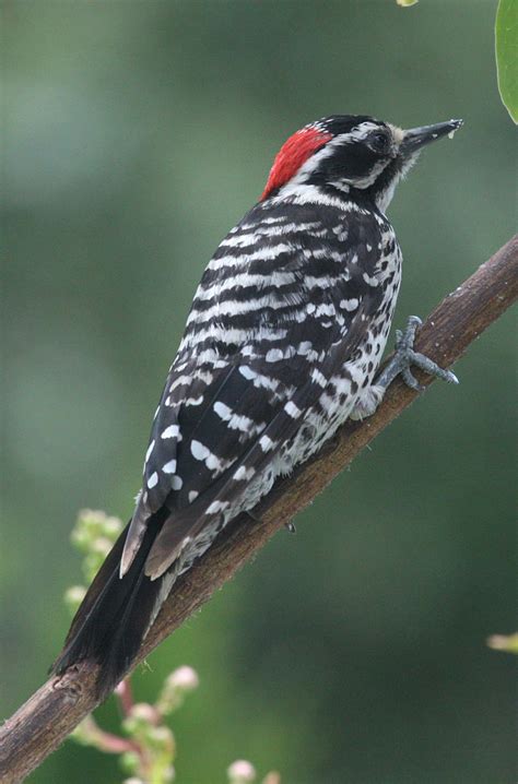 Picoides nuttallii - Nuttall's Woodpecker