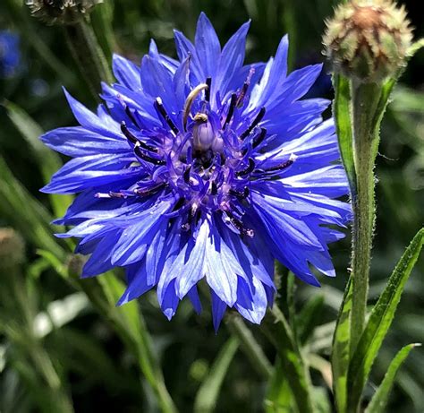 Cornflower Erboristeria Lettig Natur