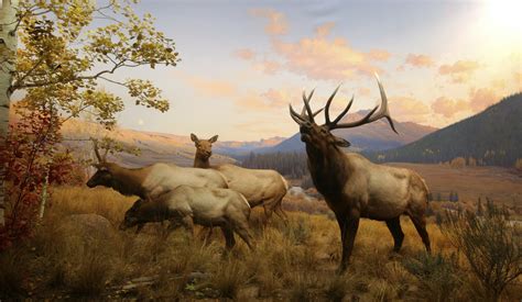 Wapiti Cervus Canadensi Hd Wallpaper Achtergrond 2000x1164 Id