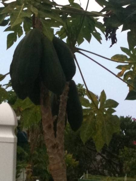 GMO papaya? | Plant leaves, Papaya, Plants