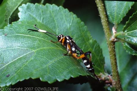 Black and White-striped Ichneumon Wasp (Gotra sp1)