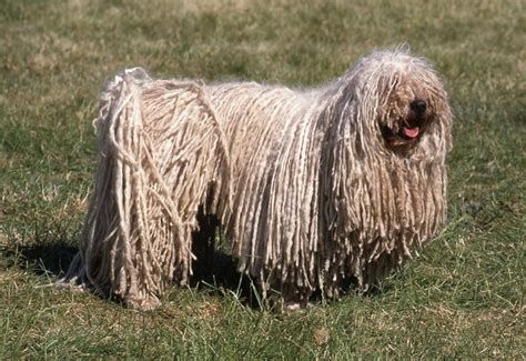 Puli Cani Taglia Grande Caratteristiche Del Puli