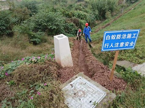 抓好白蚁防治，筑牢水库“安全大坝”中国网