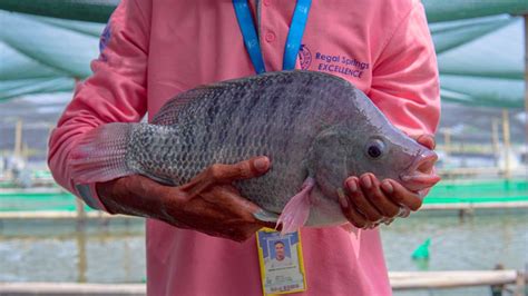 Indikator Kualitas Air Untuk Menghasilkan Ikan Nila Atau Tilapia