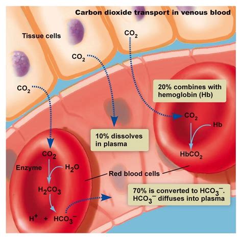 List 95 Pictures How Is Carbon Dioxide Transported Around The Body