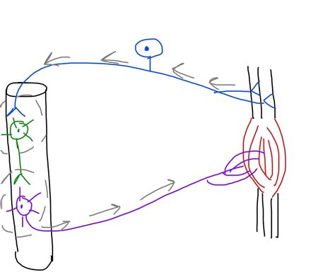 Golgi Tendon Reflex / Disynaptic Reflex Arc Diagram | Quizlet