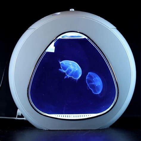 Small Desktop Jellyfish Aquarium - Jellyfish Tank - Size Mini - The ...