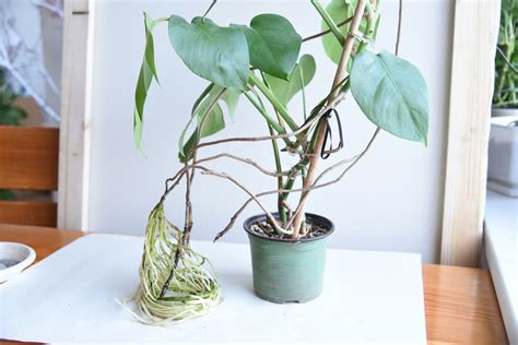 How To Propagate Monstera With Aerial Roots A Concise Guide Foliage