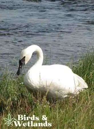 100+ Cute Swan Names for Your Birds - Birds & Wetlands