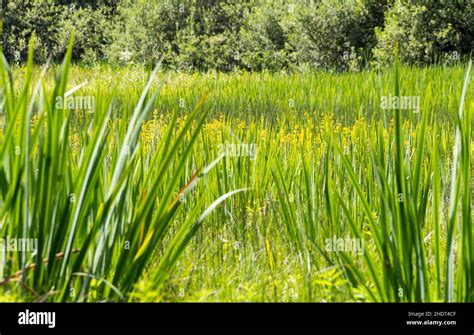 Wetland Marshes Wetlands Stock Photo Alamy