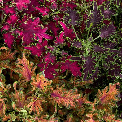 Coleus Blumei Colocha” Series