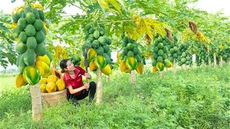 Harvesting Papaya In The Garden Make Delicious Stir Fried Papaya Go To