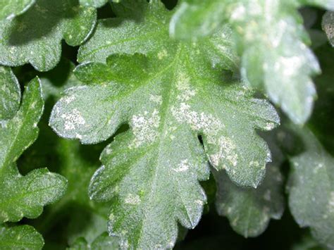 Thrips In Greenhouse Crops Biology Damage And Management Ontario Ca