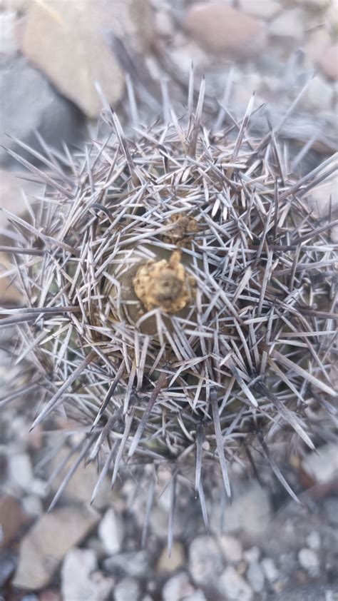 Coryphantha Salinensis Poselg Dicht A L Thy