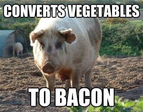 Bacon Lol Funny Pigs Funny Animals