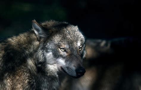 Naturschutzverband Bayerische Wolfsverordnung Teils Rechtswidrig