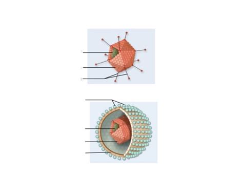 Enveloped and non enveloped virus Quiz