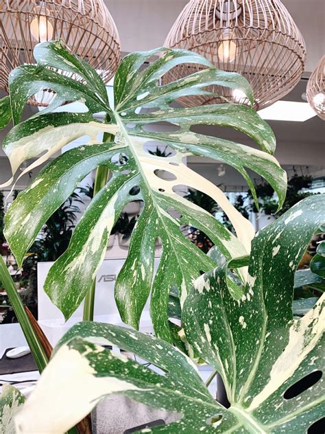 The Latest Houseplant Trend Variegated Plants And The Science Behind