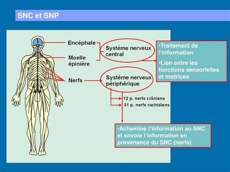 Ppt Le Tissu Nerveux Powerpoint Presentation Id