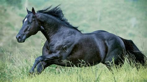 Black Horse Breeds (13 Beautiful Dark Steeds) - AHF