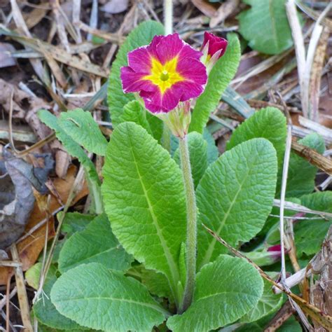 Caring For Primrose Plants: How To Grow And Care For Primrose