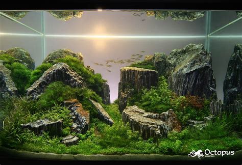 Aquascap Planted Aquarium Aquarium Terrarium Nano Aquarium Mini