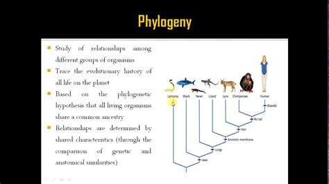 Phylogenetics Youtube