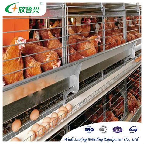 Large Scale Livestock Equipment H Type Automatic Chicken Cage Laying