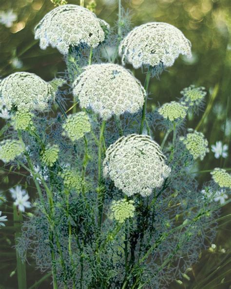 Ammi Visnaga Casablanca My Organic World