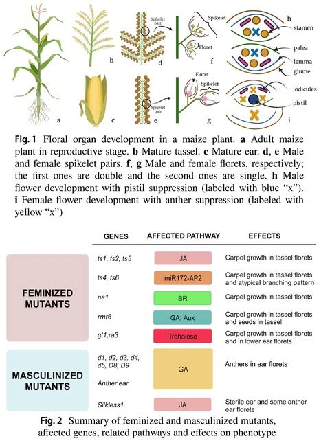 Factors Specifying Sex Determination In Maize