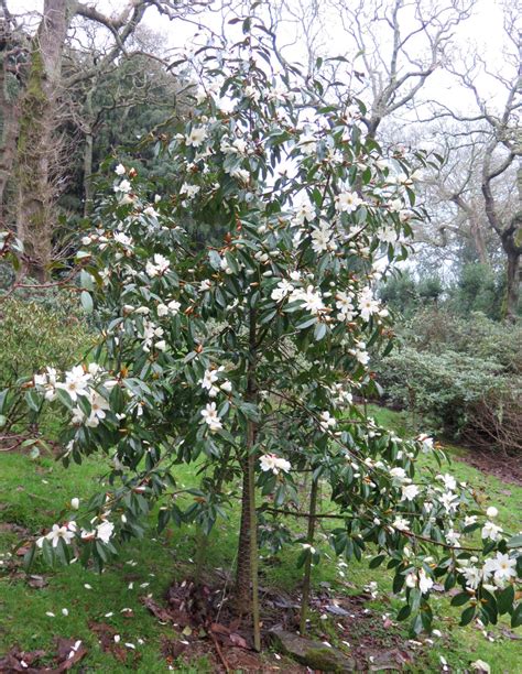 Magnolia Cultivars M Trees And Shrubs Online